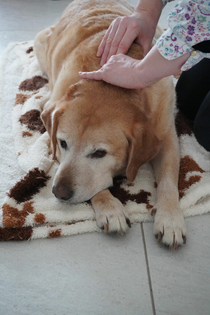 Tarifs Massage bien-être pour les animaux