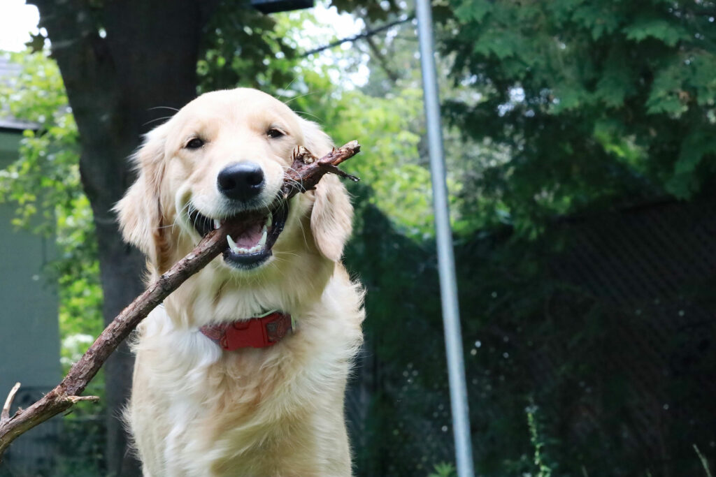 Garde à domicile chien avec promenade 