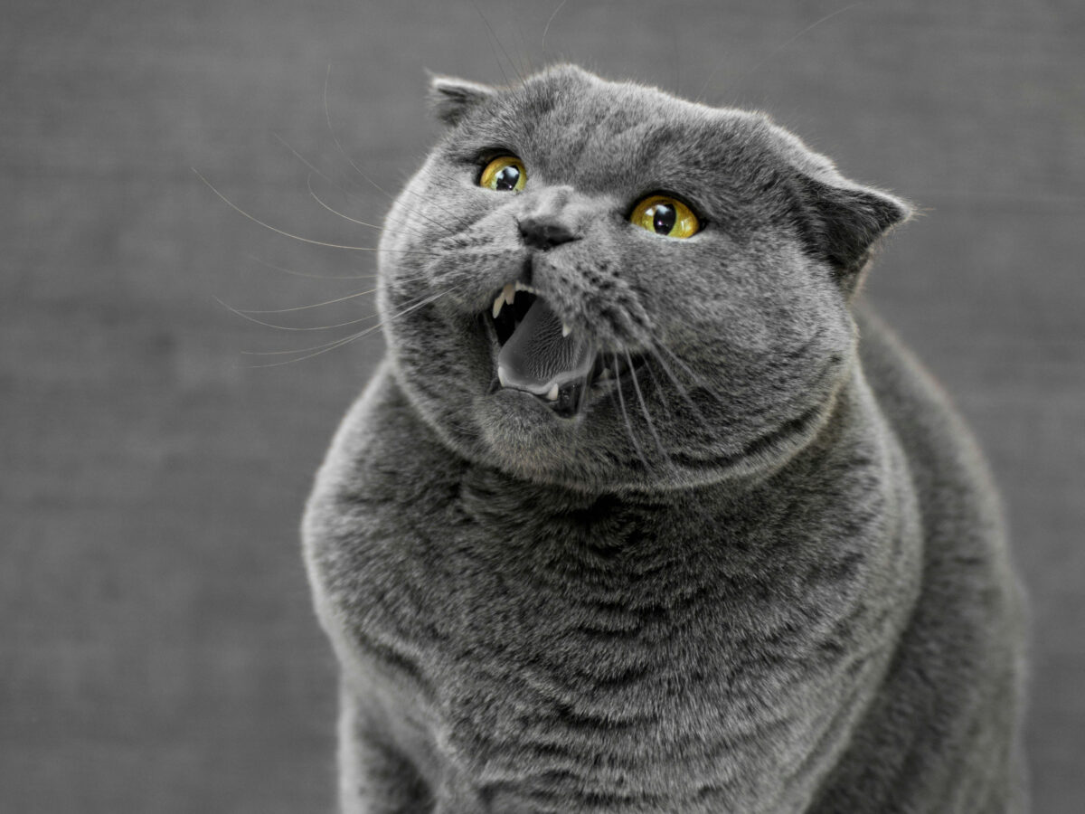 Agressivité et stress chez le chat