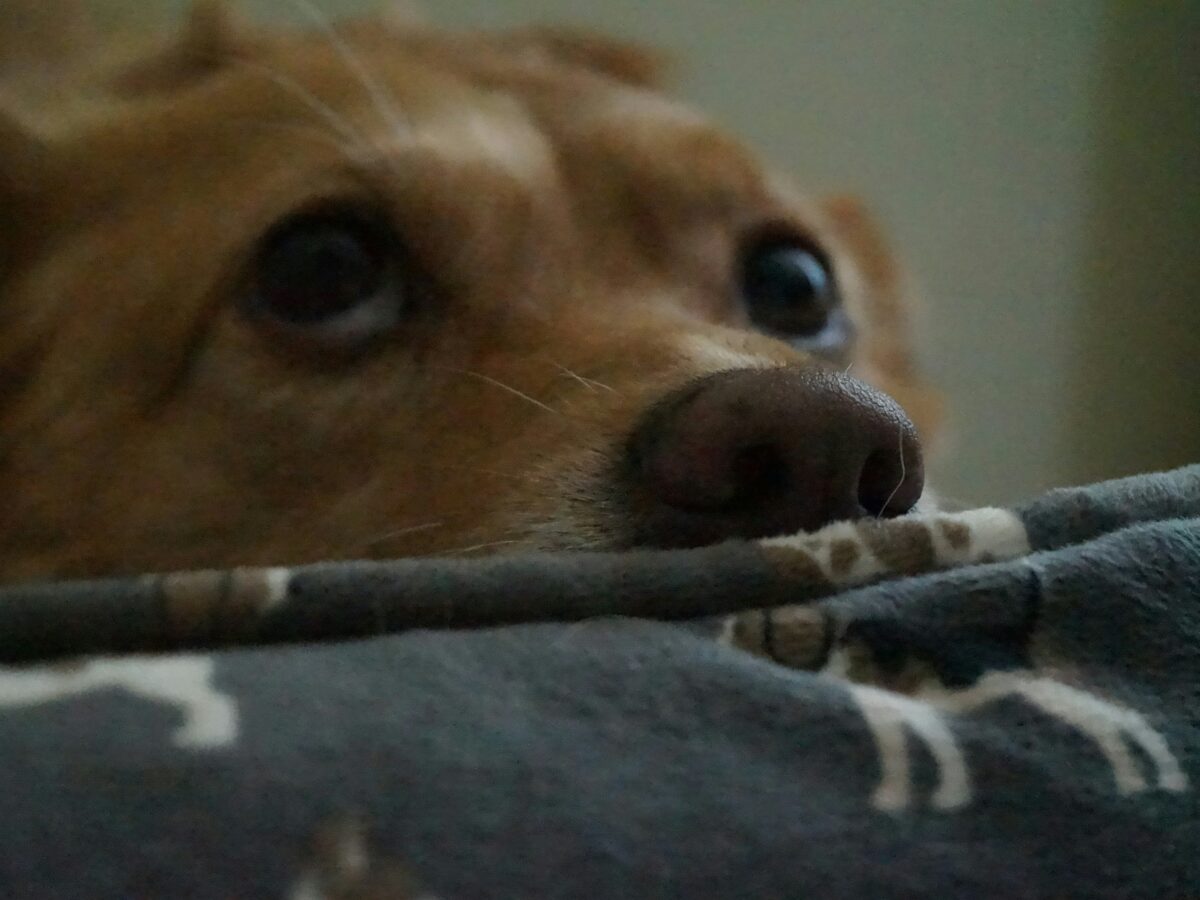 Comment aider un chien stressé ?